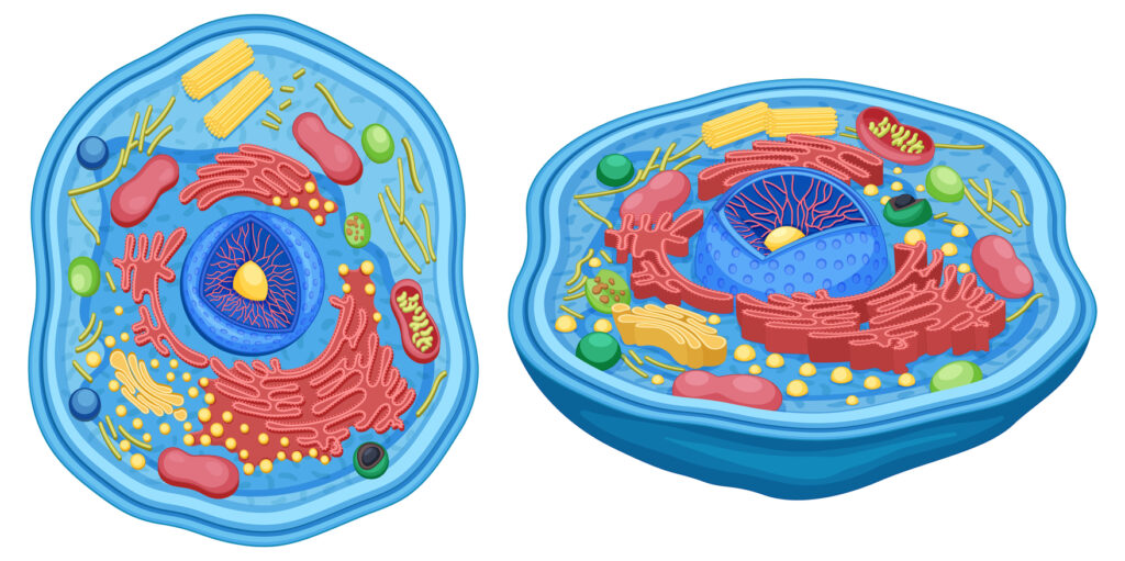 Citologia: ilustração de célula eucariótica com núcleo, retículo endoplasmático, mitocôndrias e outras organelas destacadas.