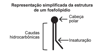 Questão 116 – ENEM 2019 - Questão 116 – ENEM 2019 -