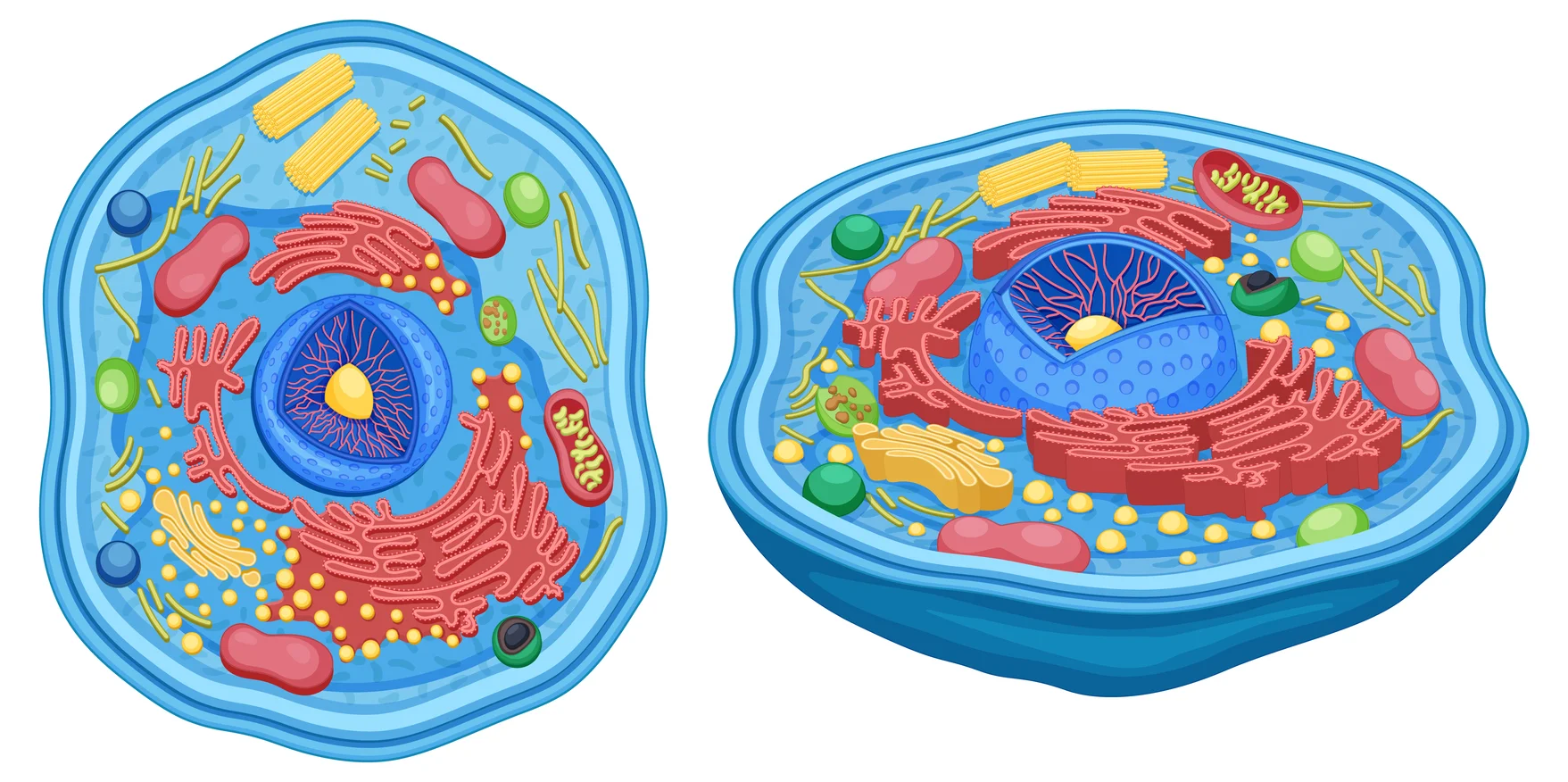 Ilustração de célula eucariótica com núcleo, mitocôndrias, ribossomos e complexo de Golgi, estruturas cobradas em citologia no ENEM
