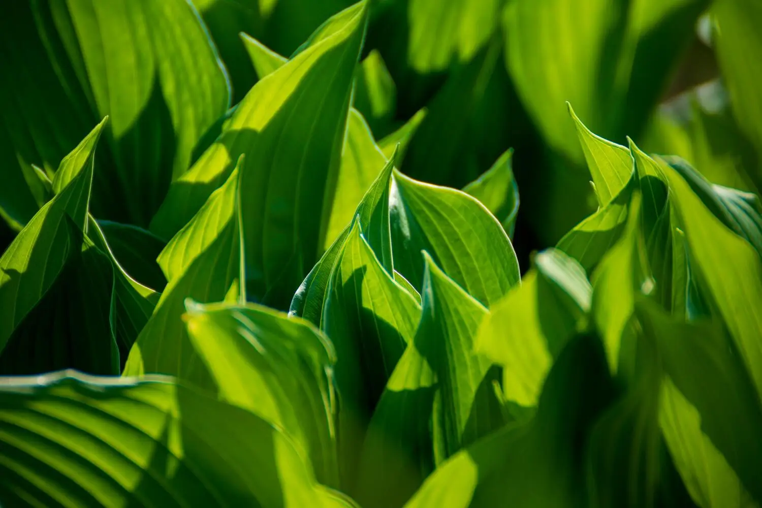 Folhas verdes realizando fotossíntese com luz natural, processo de produção de energia e oxigênio cobrado em Biologia no ENEM